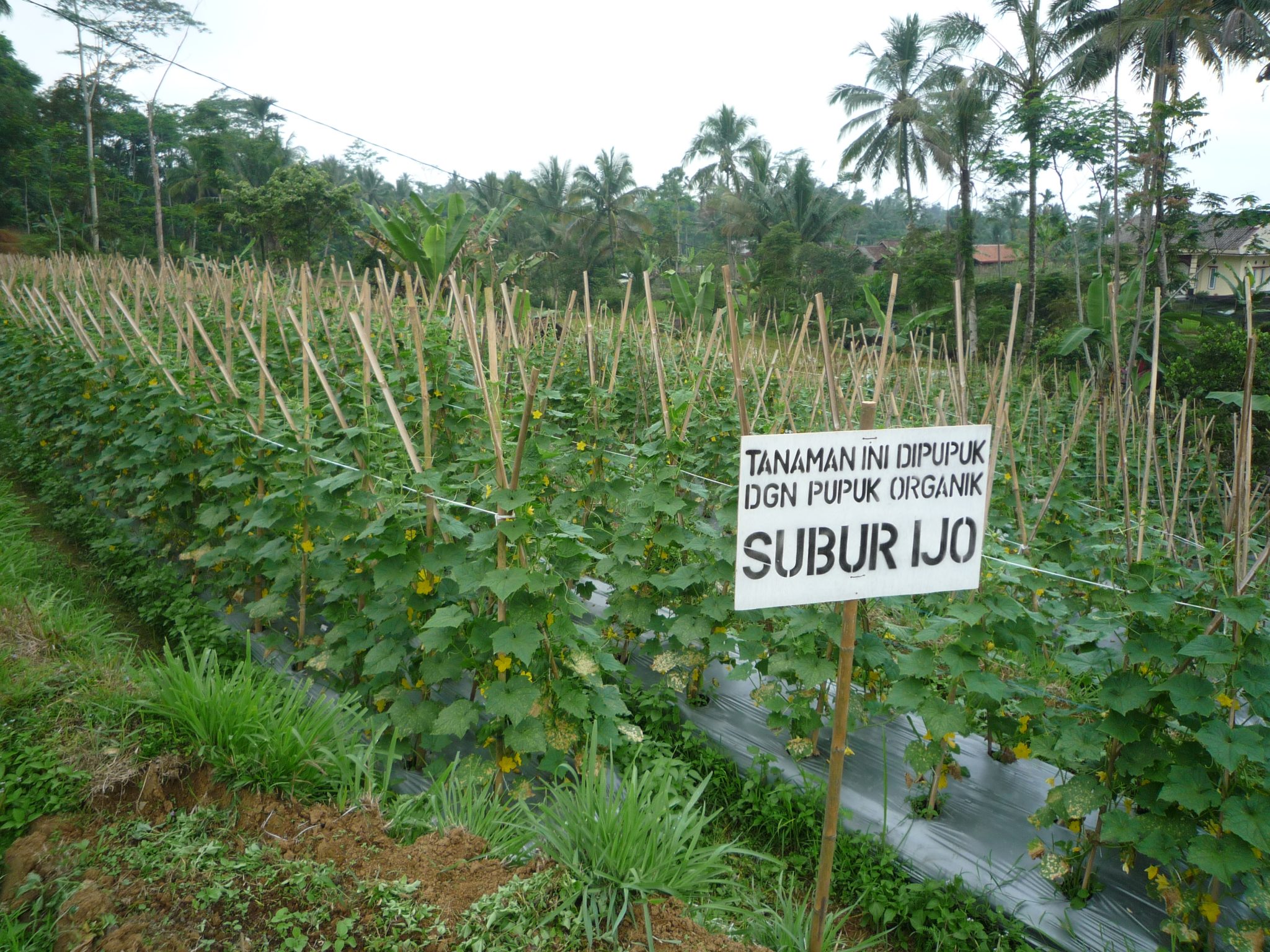Demplot Timun Sukabumi – Green planet