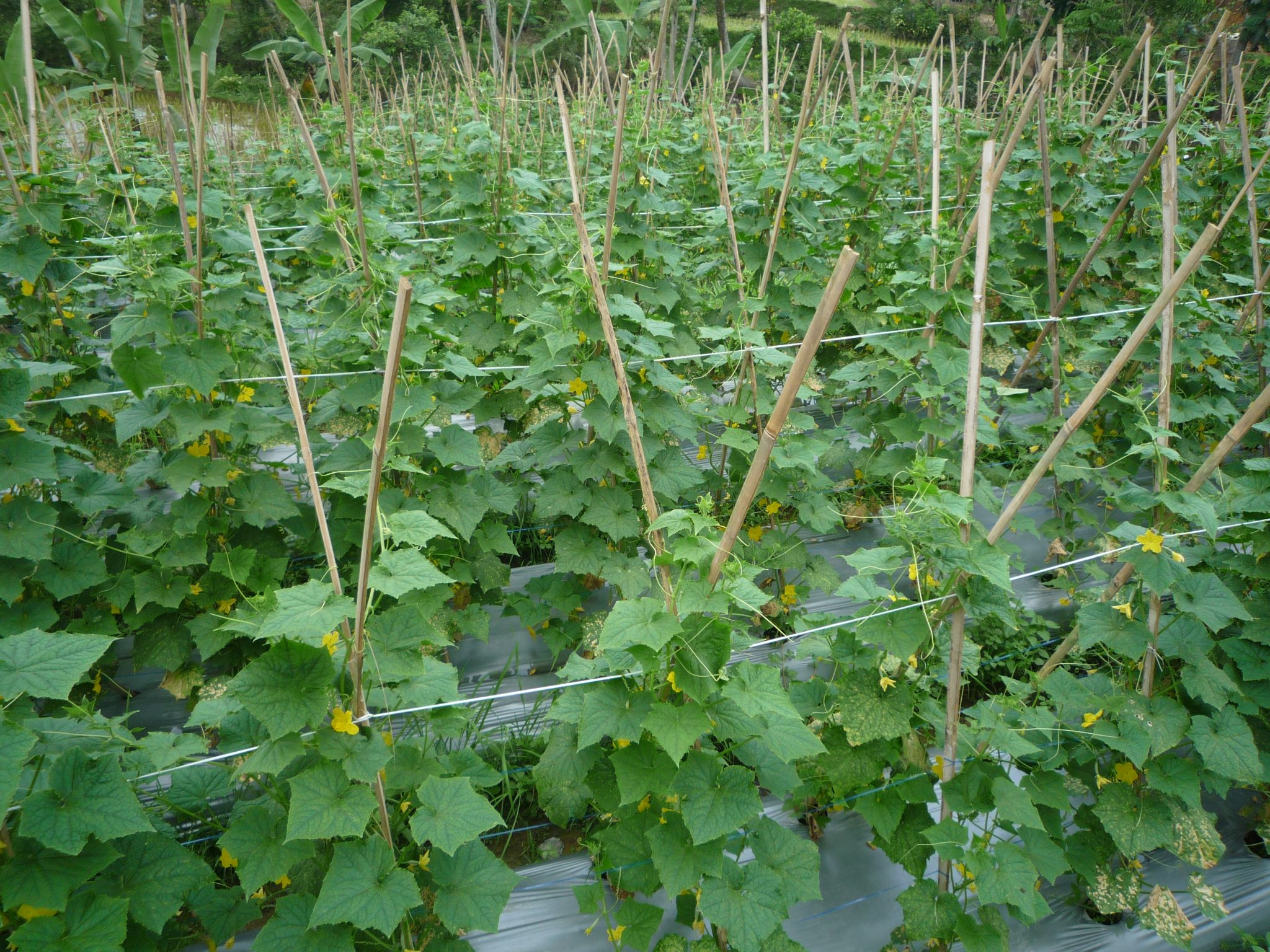 Demplot Timun Sukabumi – Green planet